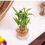 Ugaoo lucky Bamboo plant (2 layaer): 1 unit
